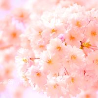 サクラ,ピンクの花,かわいいな♡,小さな幸せ♡,お花大好き♡の画像