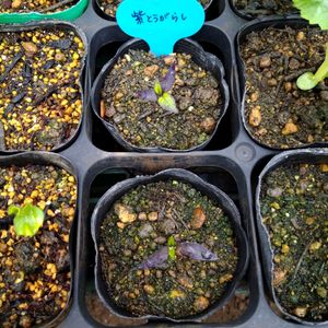紫とうがらし。,自家製野菜,栽培記録,自給自足,おうち園芸の画像