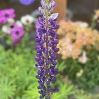 ルピナス,鉢植え,種まき,緑が好き,紫色の花の画像