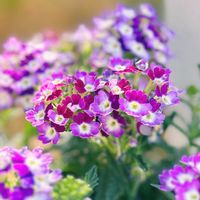 バーベナ,寄せ植え,多年草,玄関先,紫色の花の画像