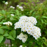 コデマリ,ユキヤナギ,白い花,小花好き,ホワイトガーデンの画像