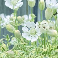コデマリ,シレネ・ユニフローラ,白い花,斑入り好き♡,白い水曜日♡の画像