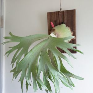 ビカクシダ ウィリンキー 'セルソ' タツタ,観葉植物,シダ植物,着生植物,インテリアグリーンの画像