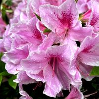 ツツジ,ピンクの花,和風ティスト,庭の画像