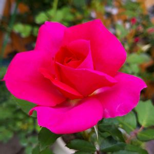 バラ ザミルオンザフロス,バラを楽しむ,咲いてくれてありがとう❤,ローズうらら　バラ,おうち園芸の画像