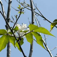 アオダモ,アオダモの木,アオダモの花,アオダモ株立ち,庭の画像