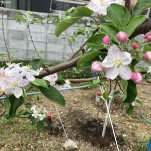 リンゴ(津軽),畑の画像