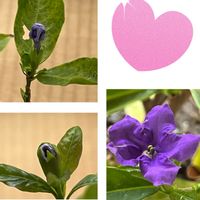 ニオイバンマツリ,花のある暮らし,iPhone撮影,キュンキュン乙女倶楽部,青い花マニアの画像