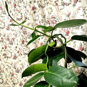 マダガスカルジャスミン,マダガスカルジャスミン,窓辺の植物たち,窓際,スマホ撮影の画像