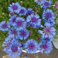 ヤグルマギク,青い花の画像