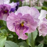 ビオラ,紫の花の画像