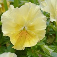 ビオラ,黄色い花の画像