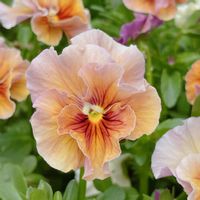 ビオラ,オレンジ色の花の画像