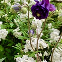 オダマキ,ガーデニング,青い花,種まき,iPhone撮影の画像