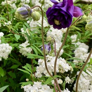 オダマキ,ガーデニング,青い花,種まき,iPhone撮影の画像