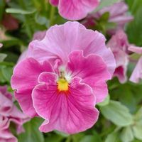 ビオラ,ピンクの花の画像