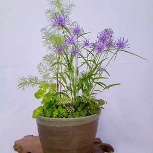 山野草,可愛い〜♡,青紫の花,可愛い花,鉢植え。の画像