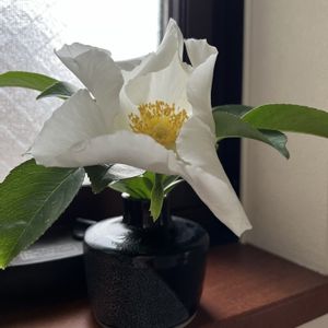 ナニワイバラ,一輪挿し,庭の花,白い花の画像