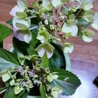 ラグランジアクリスタルヴェール2,鉢植え,花のある暮らし,緑のある暮らし,可愛いお花の画像