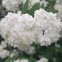 ヤグルマギク,ヤグルマギク,八重咲きコデマリ,八重咲きコデマリ,八重咲きコデマリの画像