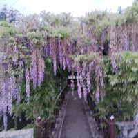 フジ,フジ,いつもありがとう♡,花のある暮らし,大分市西寒田神社の画像