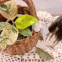 フィカス・ジン,観葉植物,フィカス属の画像
