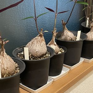 ペトペンチア ナタレンシス,観葉植物,塊根植物,実生,コーデックスの画像