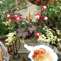 フクシア,寄せ植え,マイガーデン,庭の花,今日の花の画像