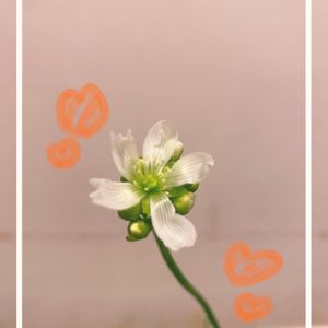 ハエトリソウ,食虫植物,植物,初心者,白い花の画像