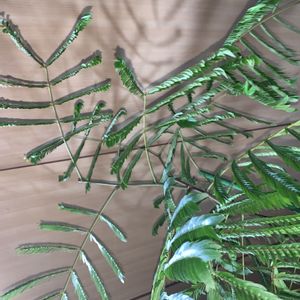 エバーフレッシュ,観葉植物,剪定の画像