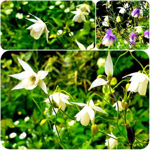 寄せ植え,山野草,白い花,꒰ღ˘◡˘ற꒱かわゅ~,小さなお庭の画像