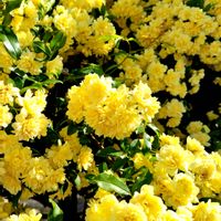 キンセンカ,モッコウバラ,黄色い花,綺麗,GSに感謝。の画像