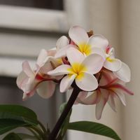 プルメリア,花のある暮らし,沖縄,木曜日は木に咲く花の画像