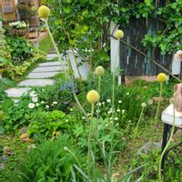 黄モッコウバラ,クラスペディアグロボーサ,花壇,ガーデニング,ガーデンの画像