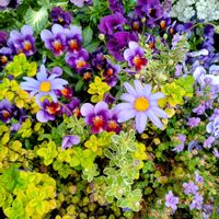 プリムラ マラコイデス,八重咲きバコパ,オレガノ マルゲリータ,斑入り　ブルーデイジー,開花中の画像