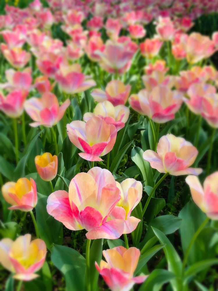 おんぷ♪さんの横浜公園への投稿