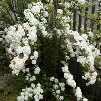 コデマリ,八重コデマリ,白い花,八重咲き,お花のある暮らしの画像