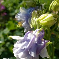 ヤグルマギク,オダマキ タワーライトブルー,種まき,花のある暮らし,復興祈願の画像