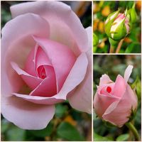 バラを楽しむ,咲いてくれてありがとう❤,薔薇 シンデレラ,おうち園芸,小さな庭の画像