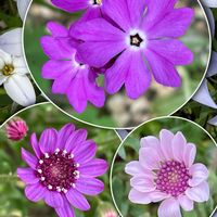 アークトチス,シレネ,ゼラニウム,ネメシア,日本桜草の画像