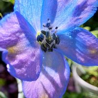 ニオイバンマツリ,デルフィニウム　チアブルー,花のある暮らし,ありがとう❤️,ばぁばの庭の画像