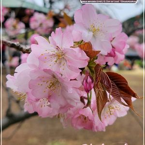さくら サクラ 桜,さくら サクラ 桜,長州緋桜,山野草,バラ科の画像
