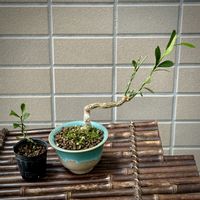 金豆,盆栽,植え替え,挿し木,ヒコバエの画像