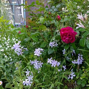 ナチュラルガーデン,小花好き,庭の画像