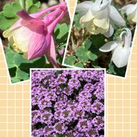 オダマキ,タイム 'ロンギカウリス',白い花,癒し,ピンクの花の画像
