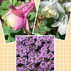 オダマキ,タイム 'ロンギカウリス',白い花,癒し,ピンクの花の画像