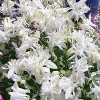 オダマキ,オダマキ白,白い花,花のある庭,おうち園芸の画像