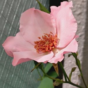 植中毒,花自慢,植物マニア,バラ・デンティベス,花コレクションの画像