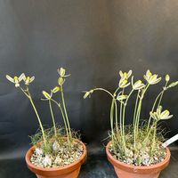 観葉植物,珍奇植物,ケープバルブ,オーニソガラム属,冬型球根の画像