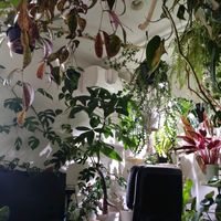 観葉植物,ジャングル,ジャングル化計画,部屋の画像